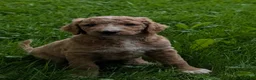Goldendoodle dogs for sale: Tyson  - Ad 12