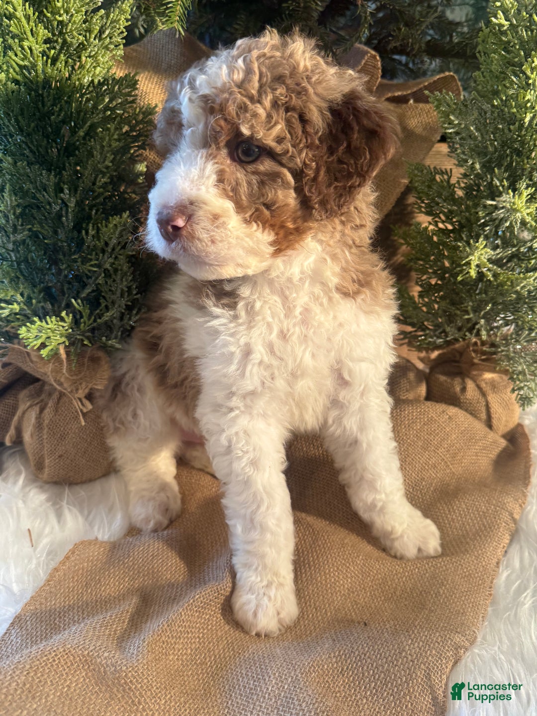 Bernedoodle dogs for sale: Australian Mountain Doodle Peter - Ad 2