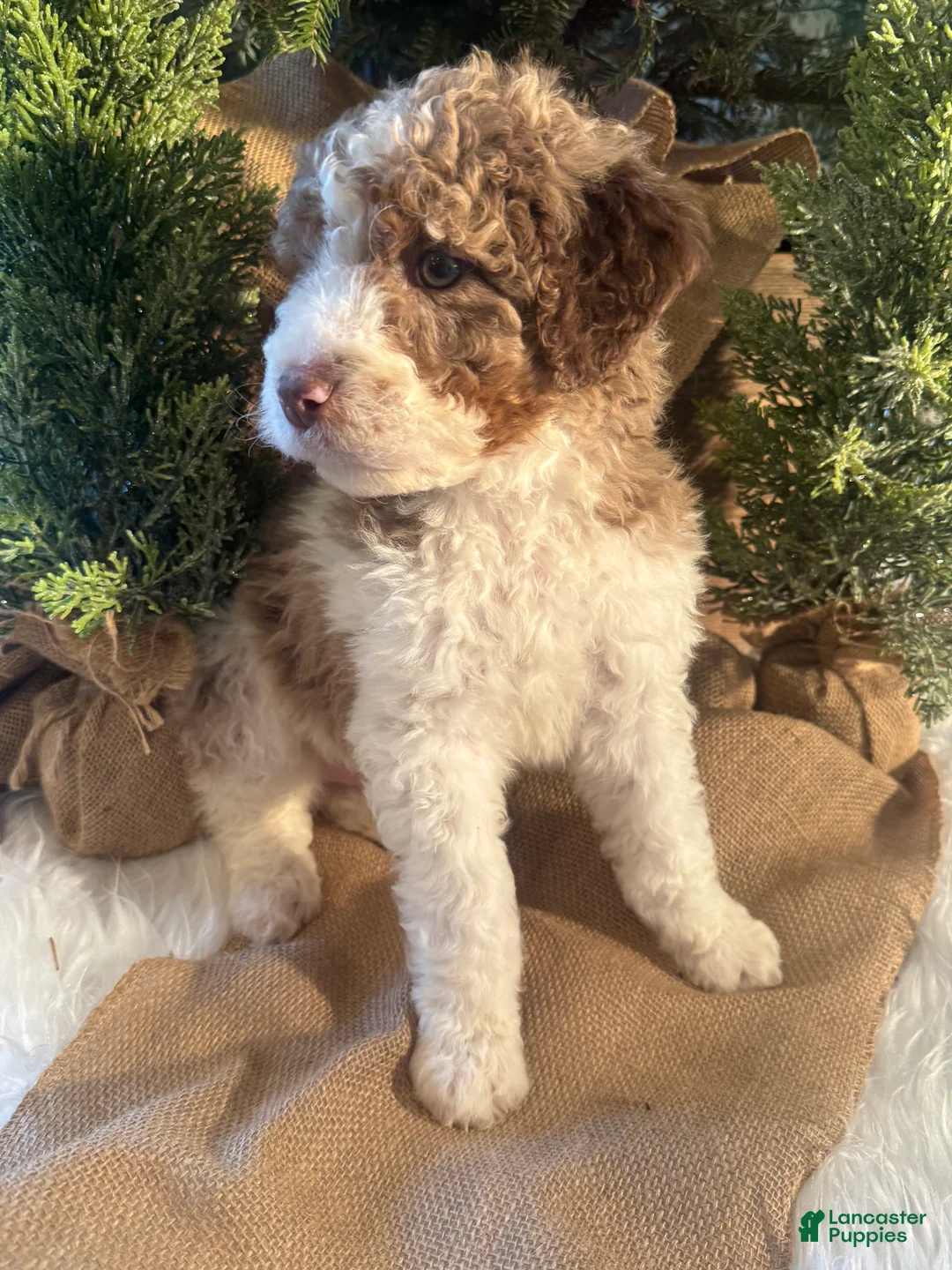 Bernedoodle dogs for sale: Australian Mountain Doodle Peter - Ad 2