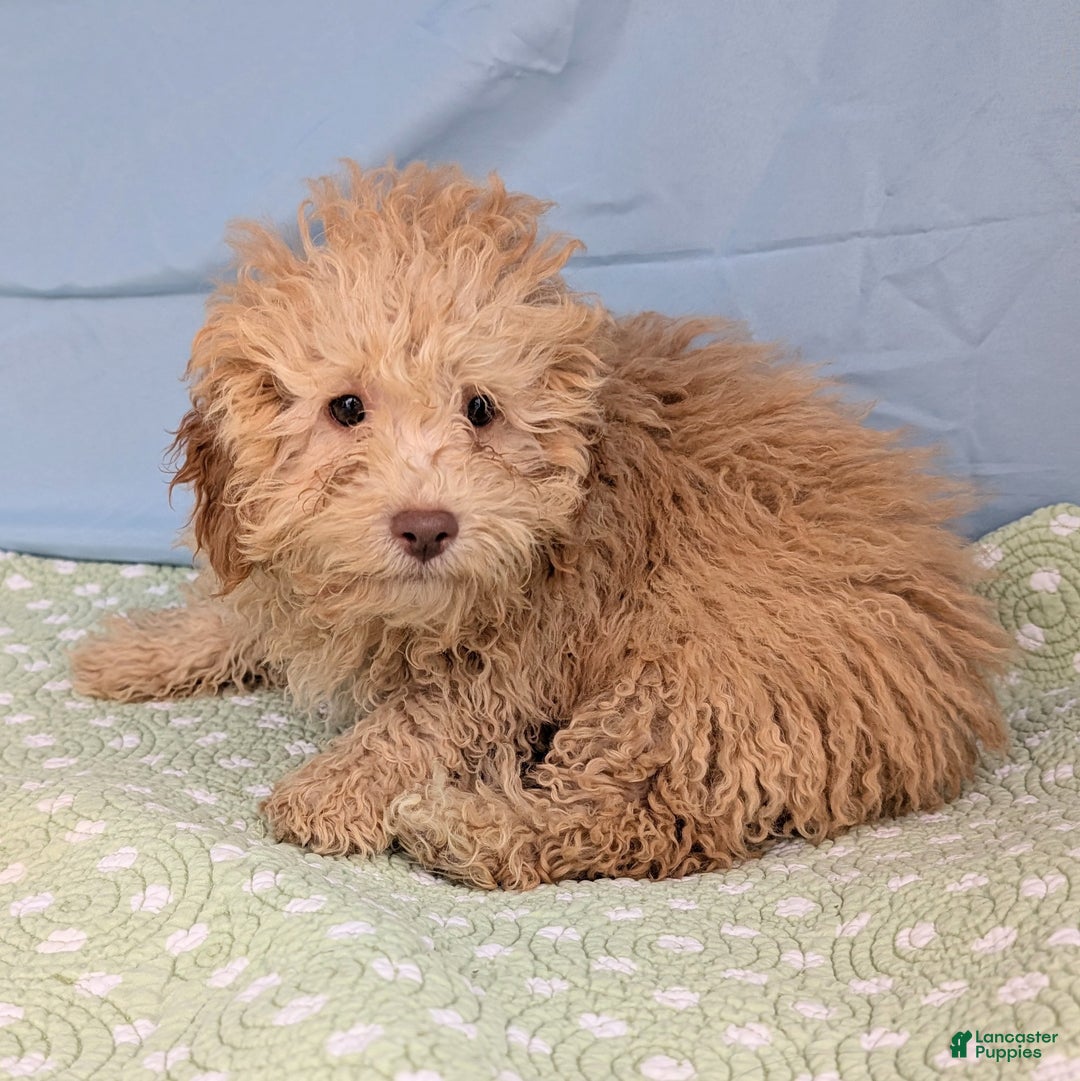 Toy Poodle dogs for sale: Rotini - Ad 6