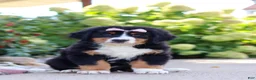 Bernese Mountain Dog dogs for sale: Maggie - Ad 8