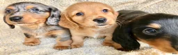 Miniature Dachshund dogs for sale: CHEESE CHEESE AND MORE CHEESE - Ad 18