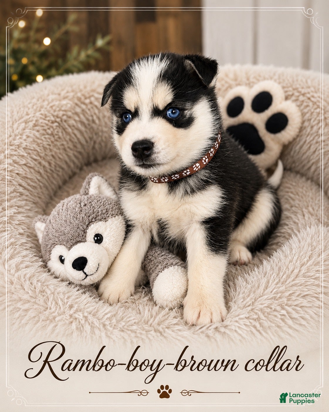 Pomsky dogs Rambo- Brown Collar - Ad 22