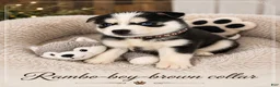 Pomsky dogs for sale: Rambo- Brown Collar - Ad 1