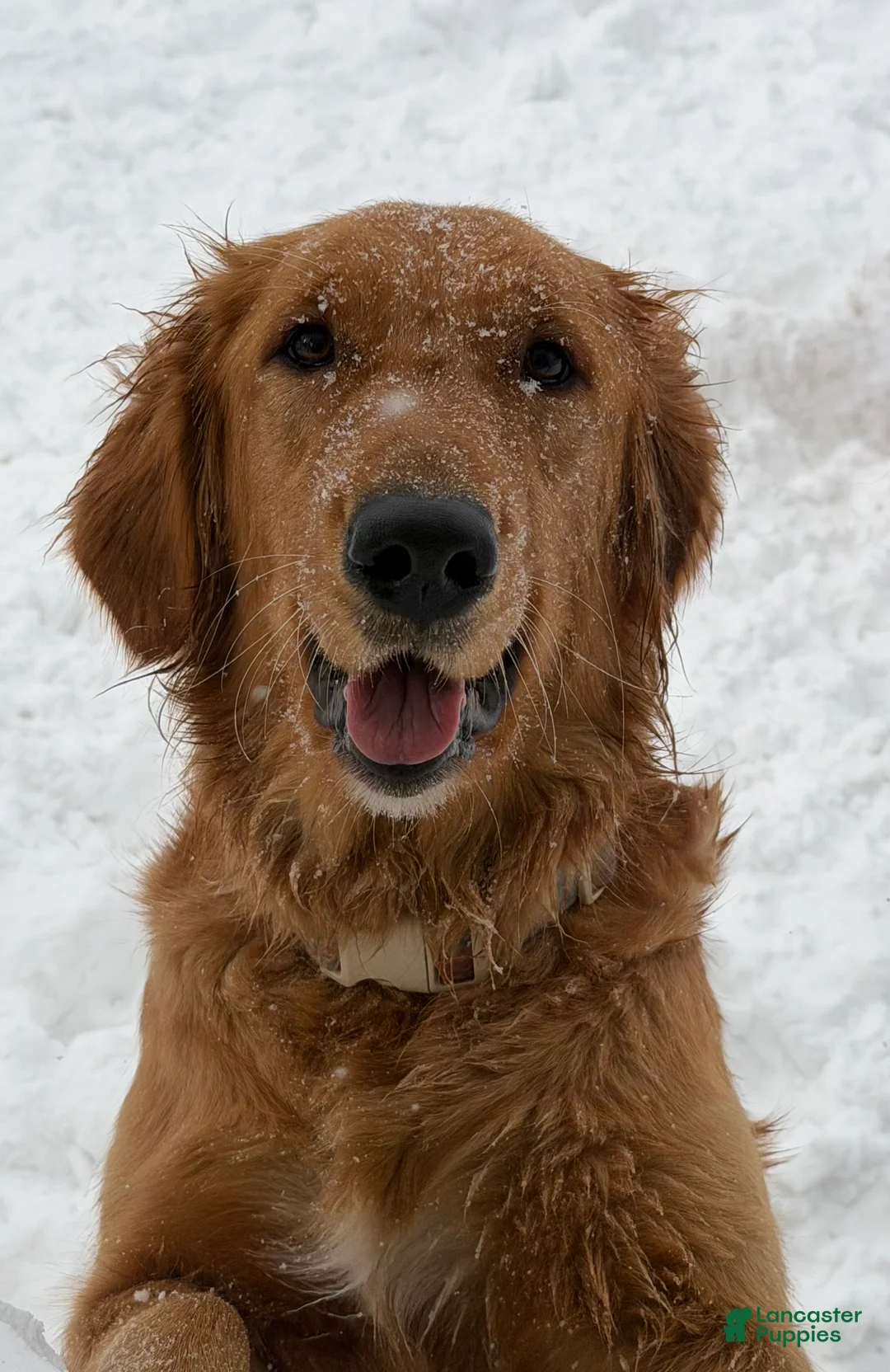 Golden Retriever dogs for sale: Clemson-Orange  - Ad 4