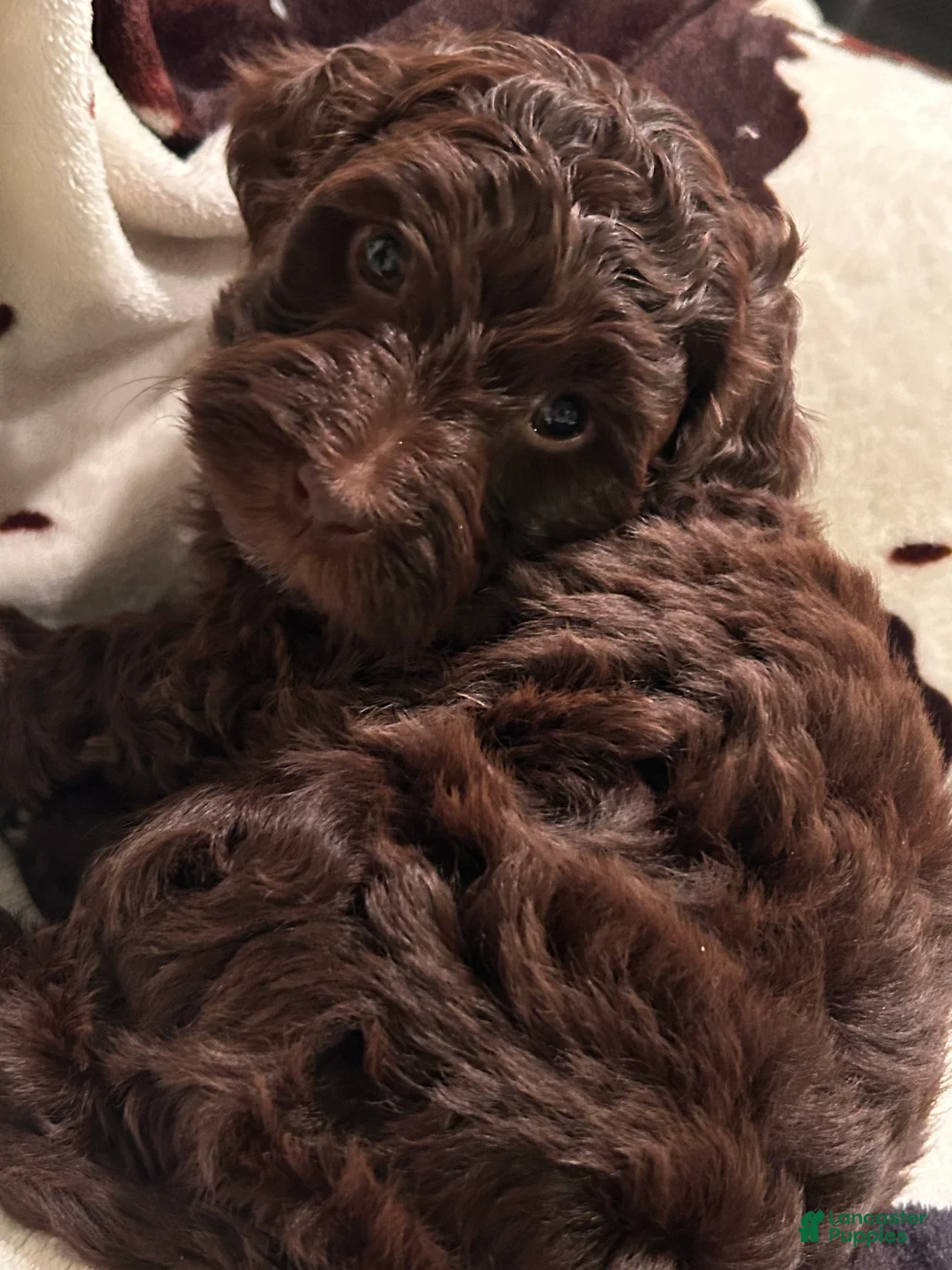 Labradoodle dogs for sale: Oakley - Ad 2