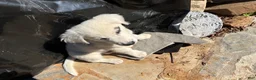 Mixed Breed dogs for sale: Mixed Breed Puppy #5 - Ad 6