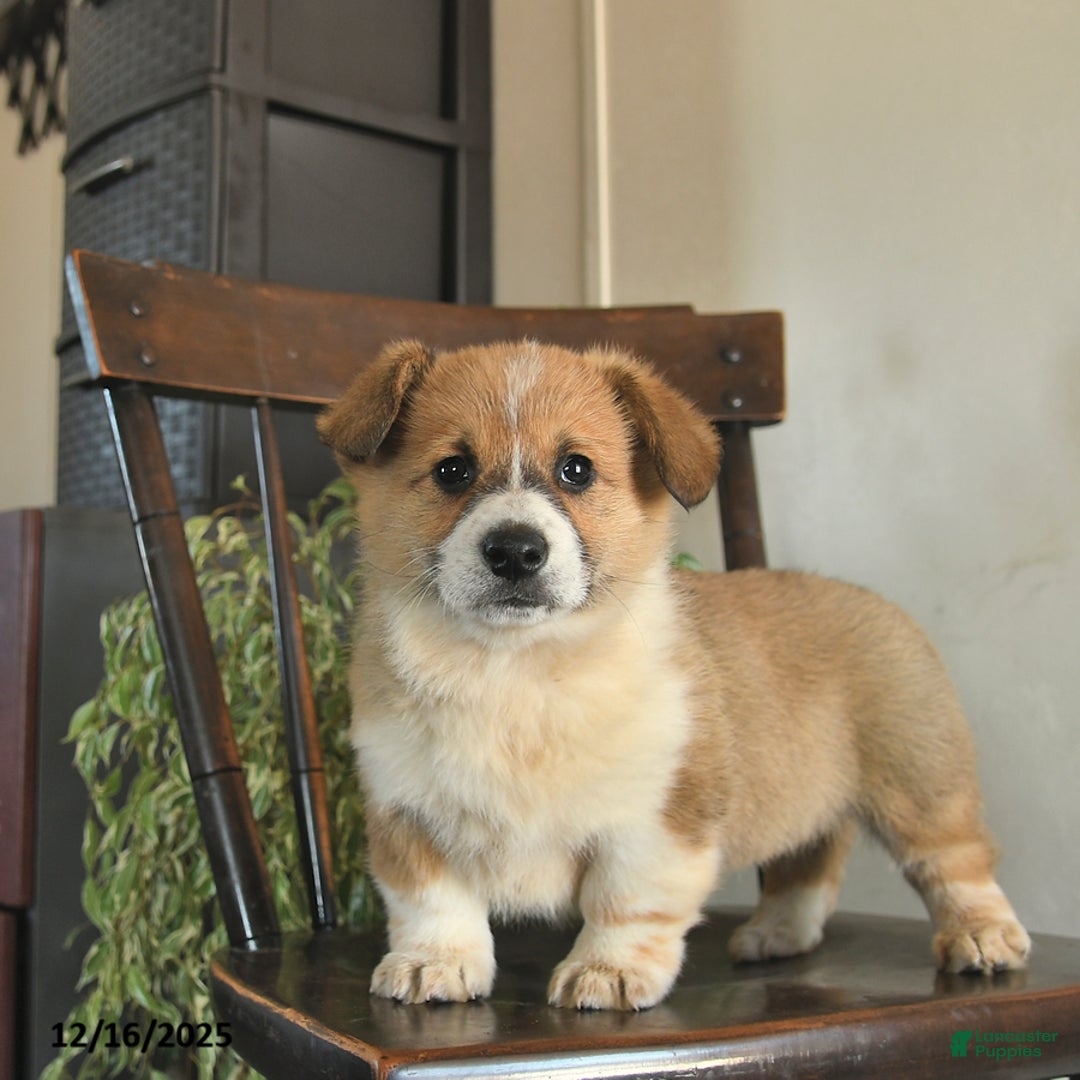 Welsh Corgi Pembroke dogs for sale: Madaline  - Ad 2