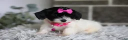 Maltipoo dogs for sale: Penelope - Ad 9