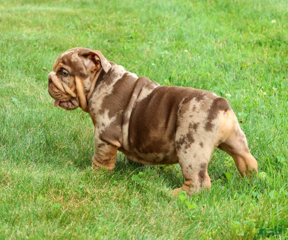 English Bulldog dogs Tinker - Ad 2