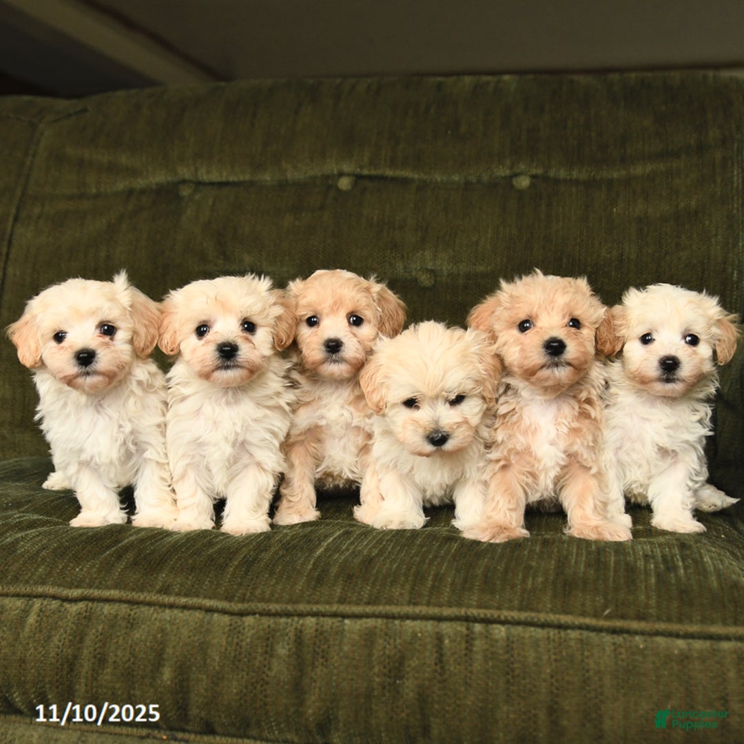Maltipoo dogs for sale: Landon - Ad 5