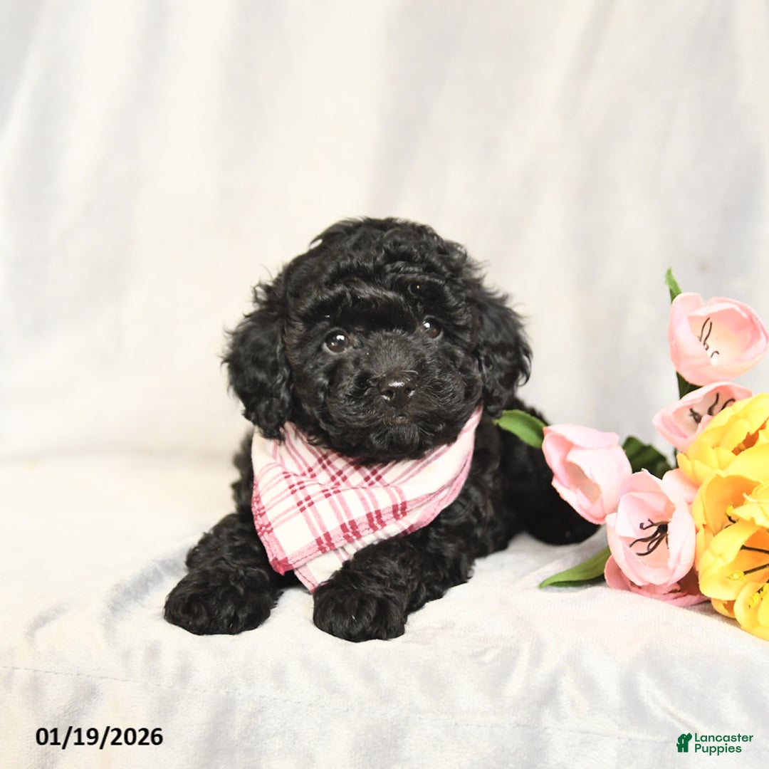 Toy Poodle dogs for sale: Ebony - Ad 2