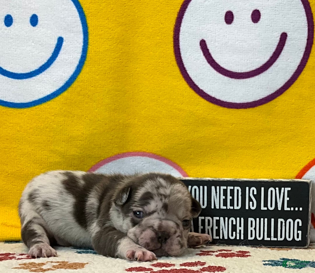 French Bulldog dogs for sale: Arrow - Ad 27