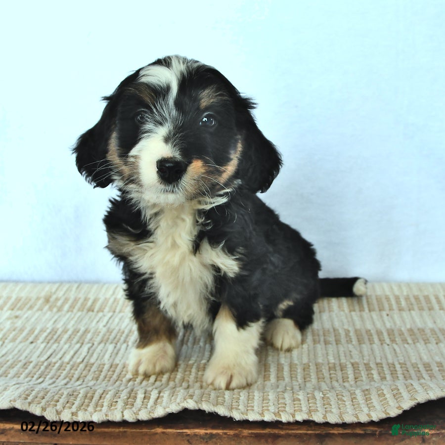 Mini Bernedoodle dogs Zach - Ad 2