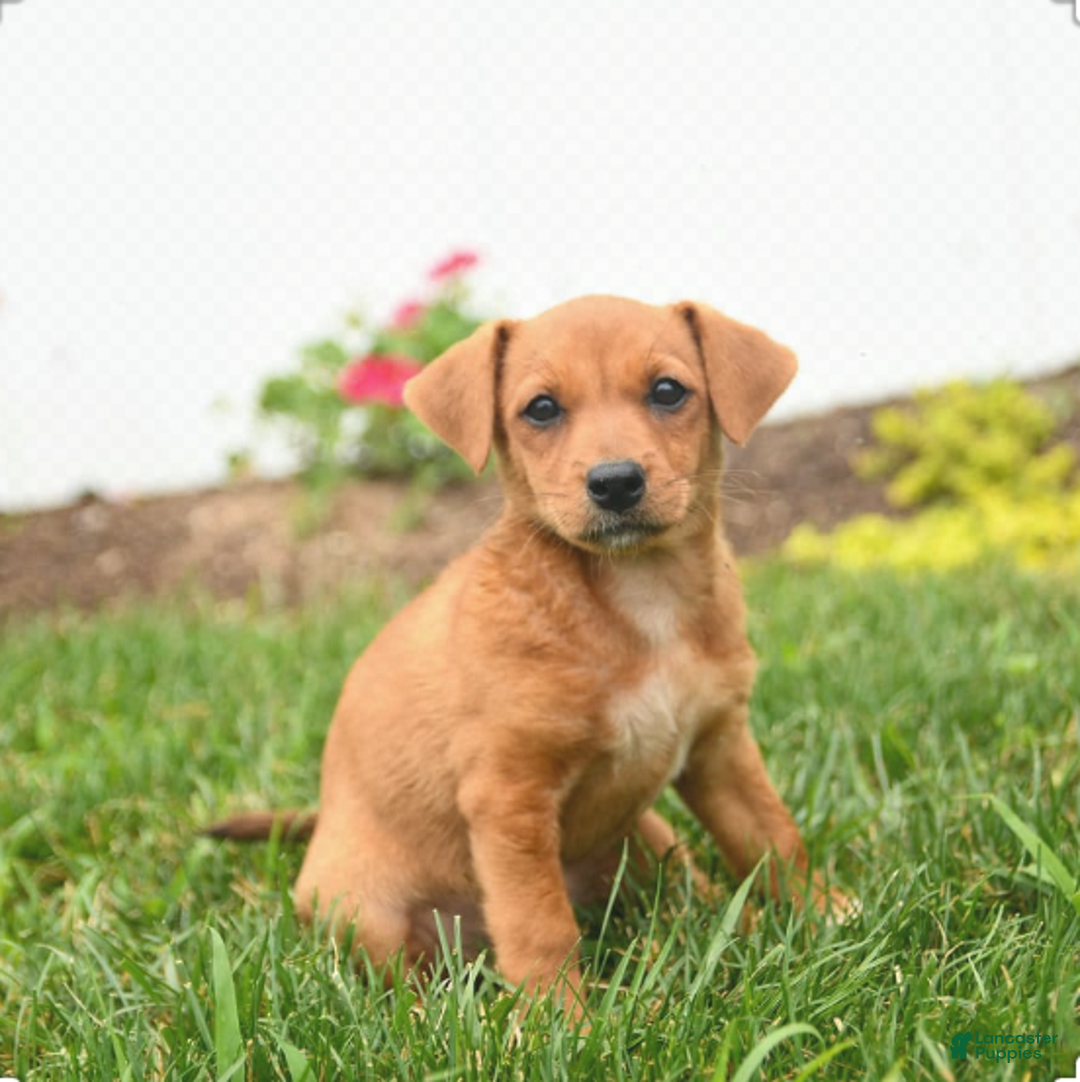 Kisses - Jack Russell Terrier 7 puppies for sale in Mount