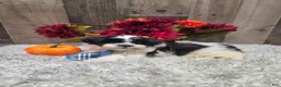 Teddy Bear dogs for sale: Alvin - Ad 1