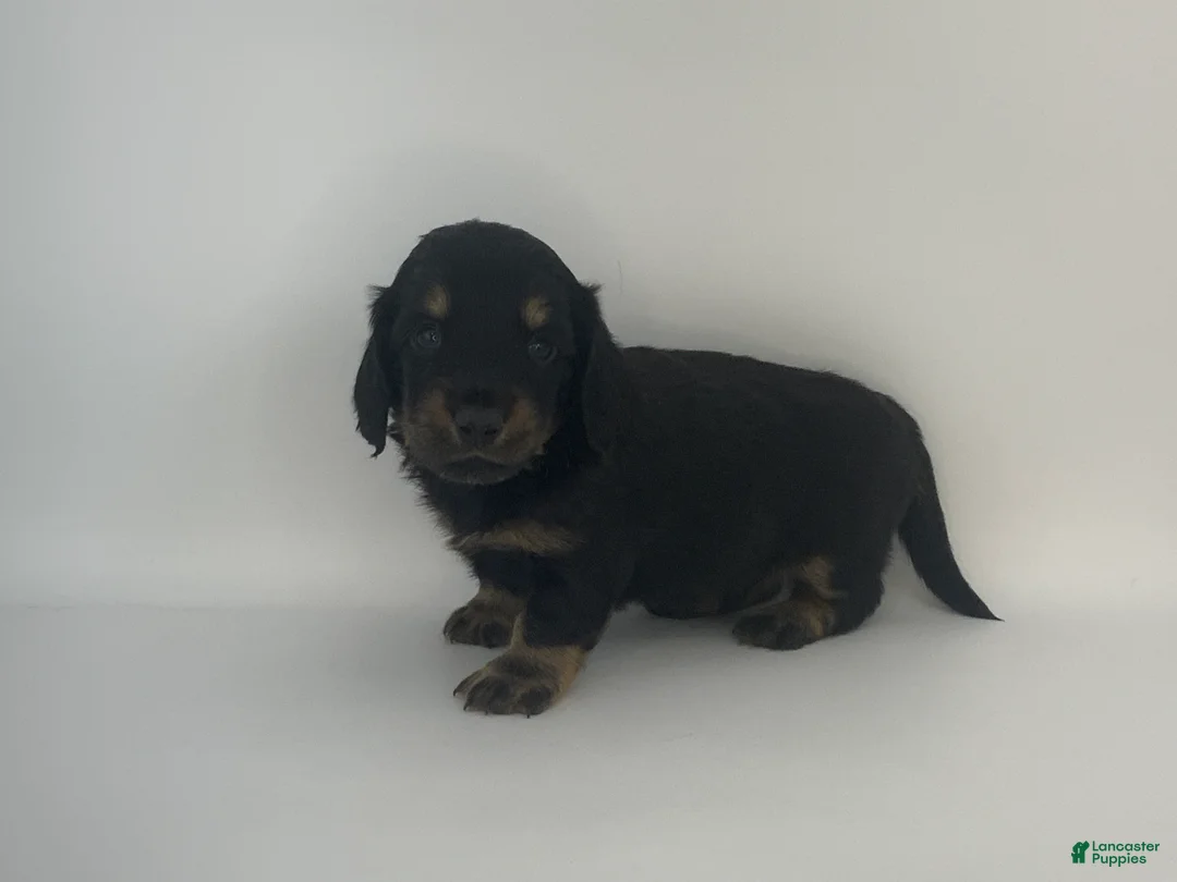 Miniature Dachshund dogs for sale: Kenny - Ad 1