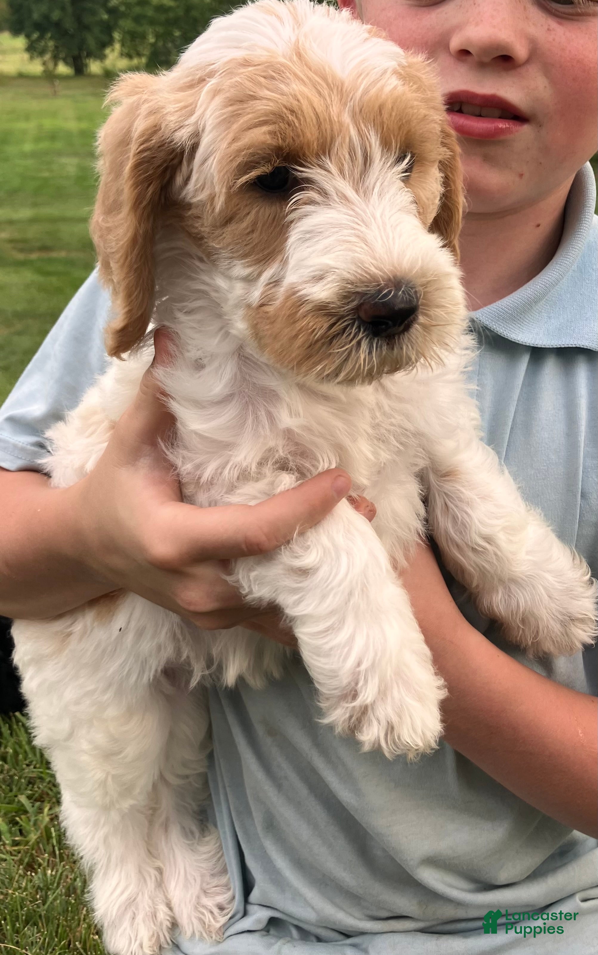 Labradoodle dogs Flower - Ad 2