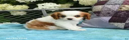 Cavalier King Charles Spaniel dogs for sale: Buddy - Ad 3