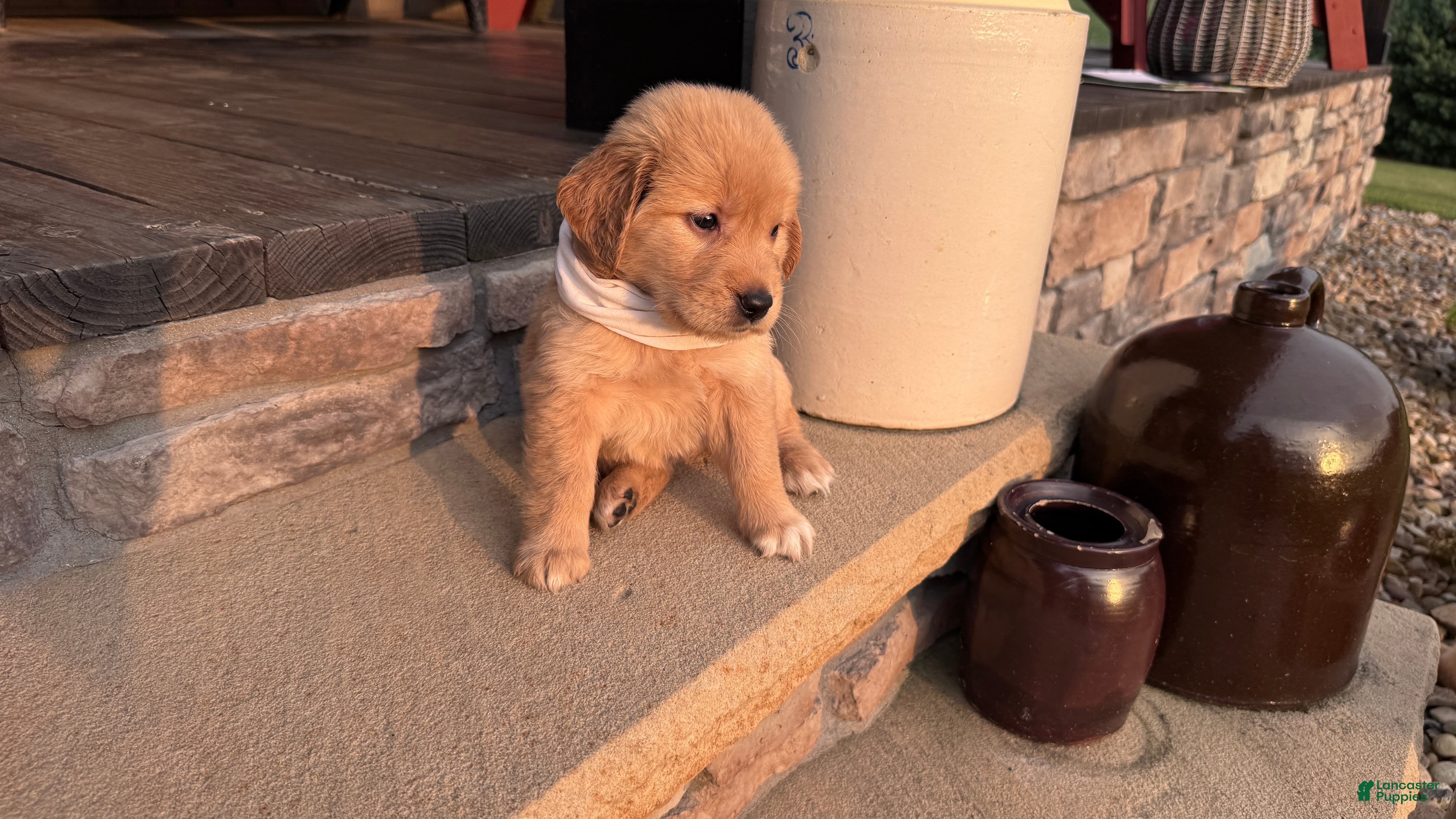 Golden Retriever dogs AKC Miss Luna Belle - Ad 2