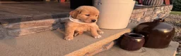 Golden Retriever dogs for sale: AKC Miss Luna Belle - Ad 2