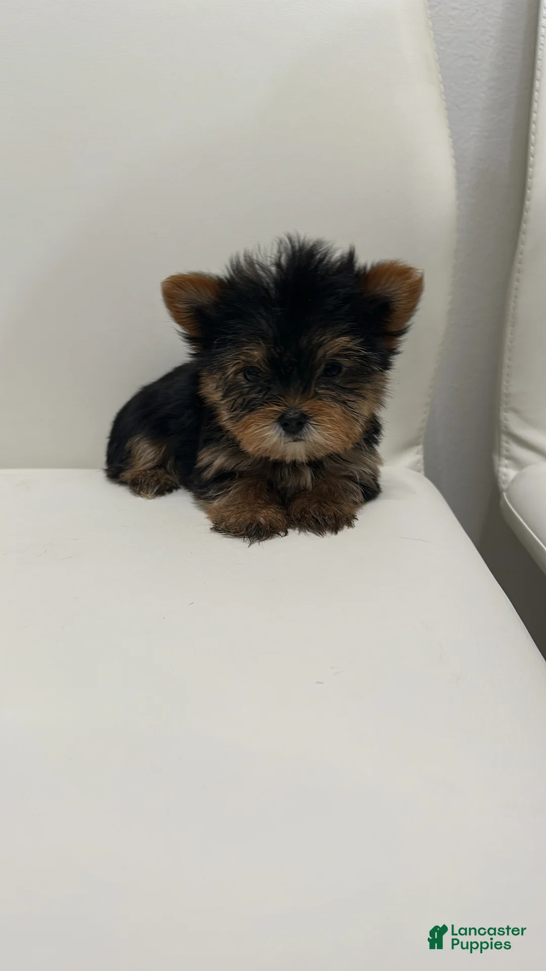 Yorkshire Terrier dogs for sale: Teacup Barbie - Ad 2