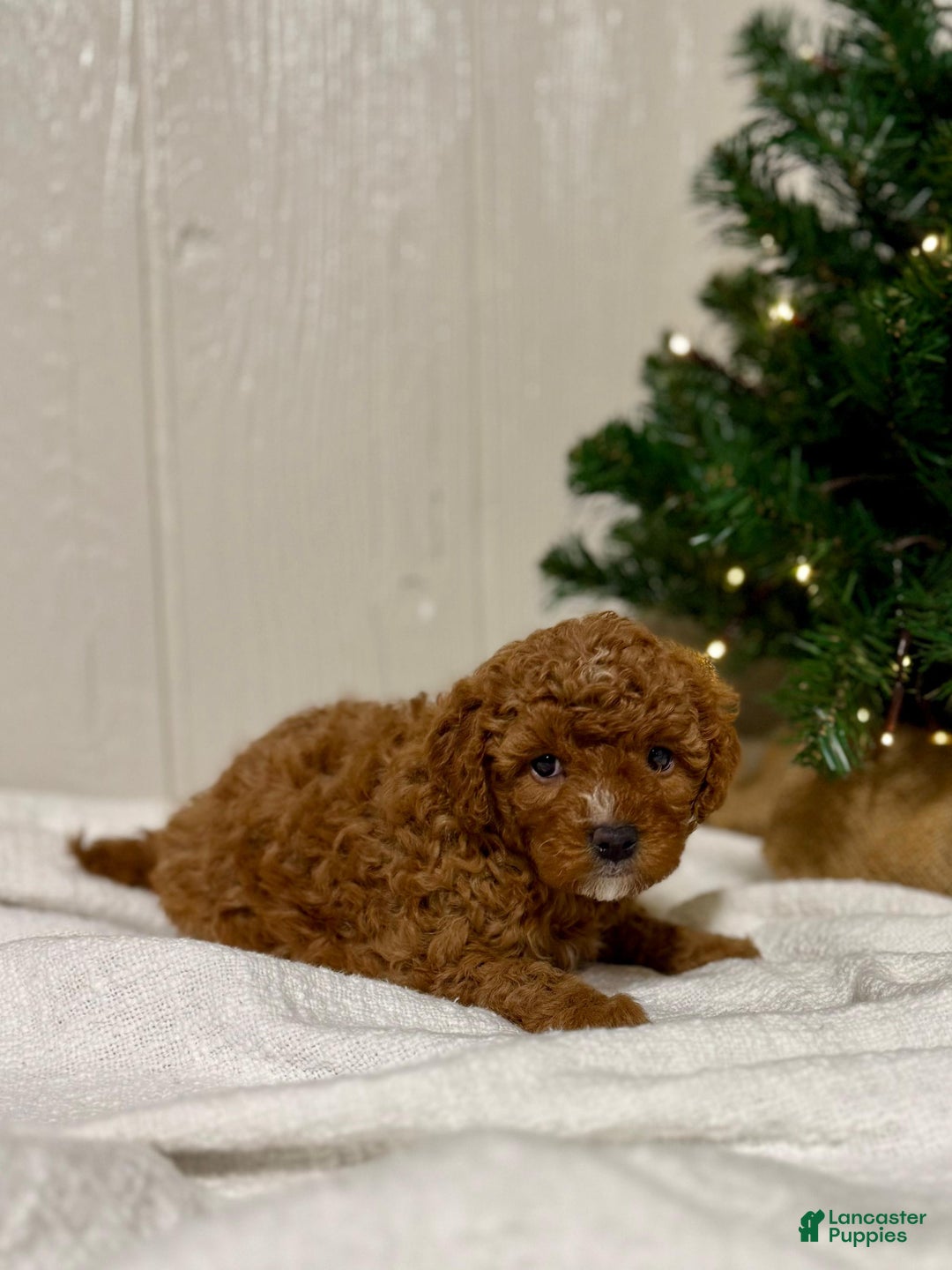 Mini Goldendoodle dogs for sale: Eve - Ad 3