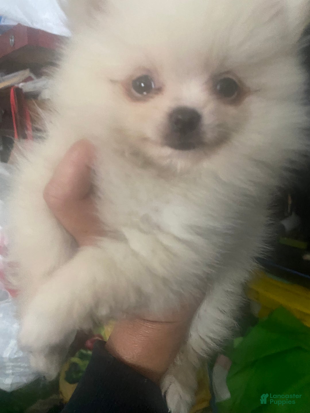 Pomeranian dogs for sale: Pomeranian Puppy 1 - Ad 4