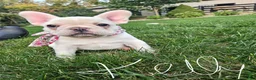 French Bulldog dogs for sale: Kelly - Ad 3