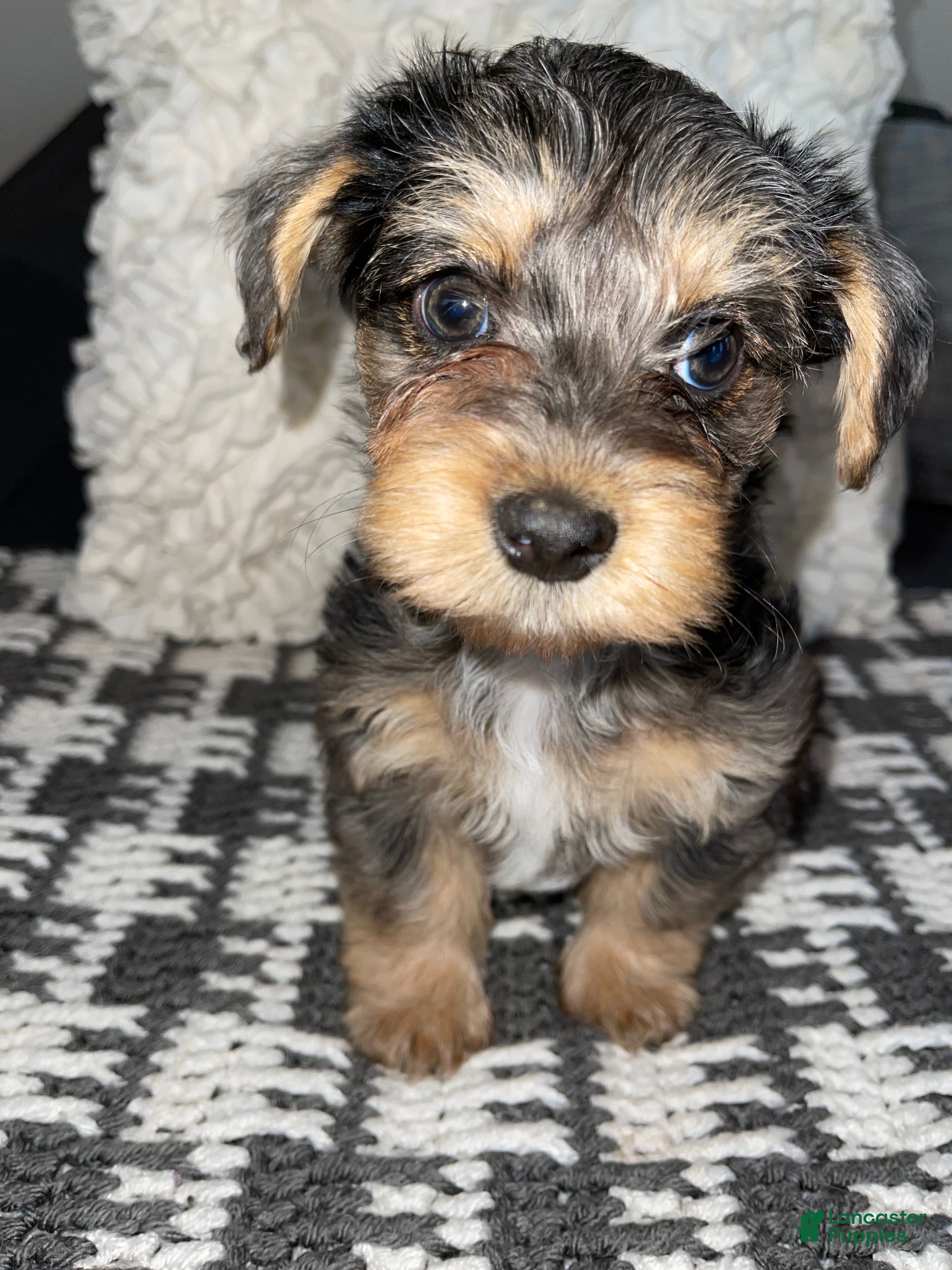 Yorkiepoo dogs Yorkiepoo Puppy 1 - Ad 34
