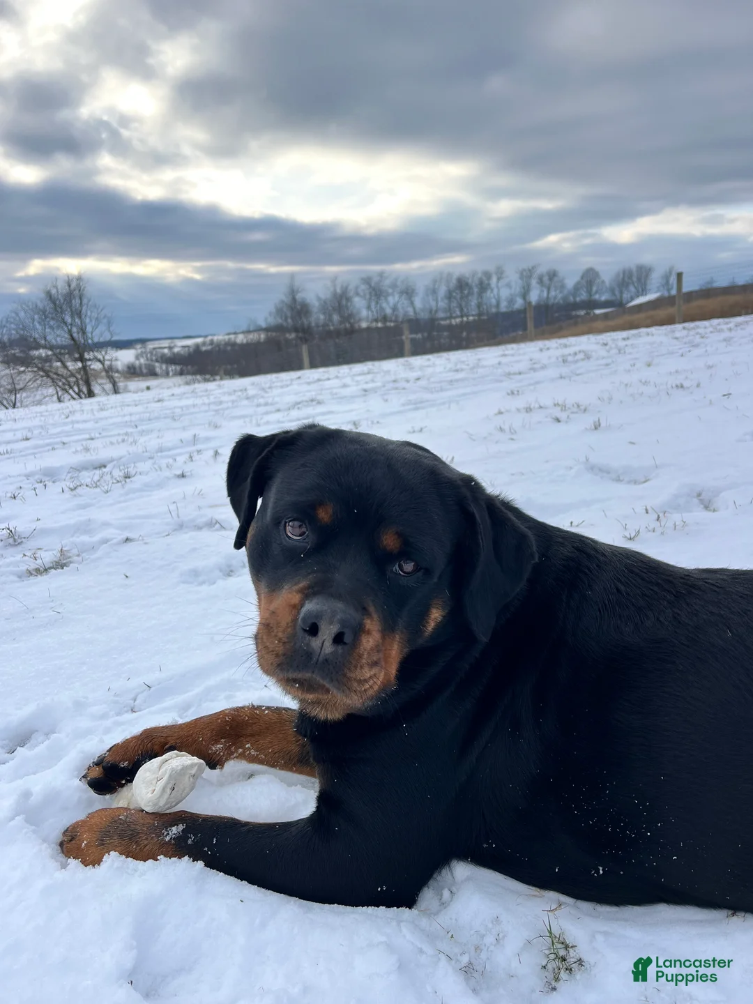 Rottweiler dogs for sale: Sindy - Ad 5