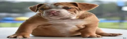 Mixed Breed dogs for sale: Hercules Bulldog hybrid  - Ad 10