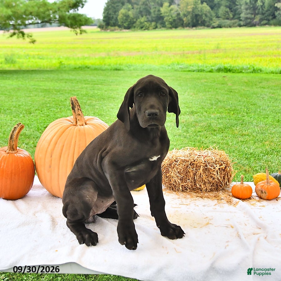 Great Dane dogs Lacie - Ad 2