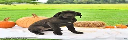 Great Dane dogs for sale: Lacie - Ad 2