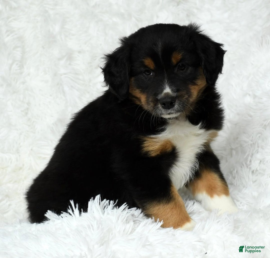 Australian Shepherd dogs for sale: Hank - Ad 3