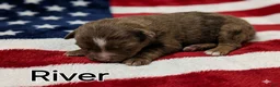 Australian Shepherd dogs for sale: River - Ad 6