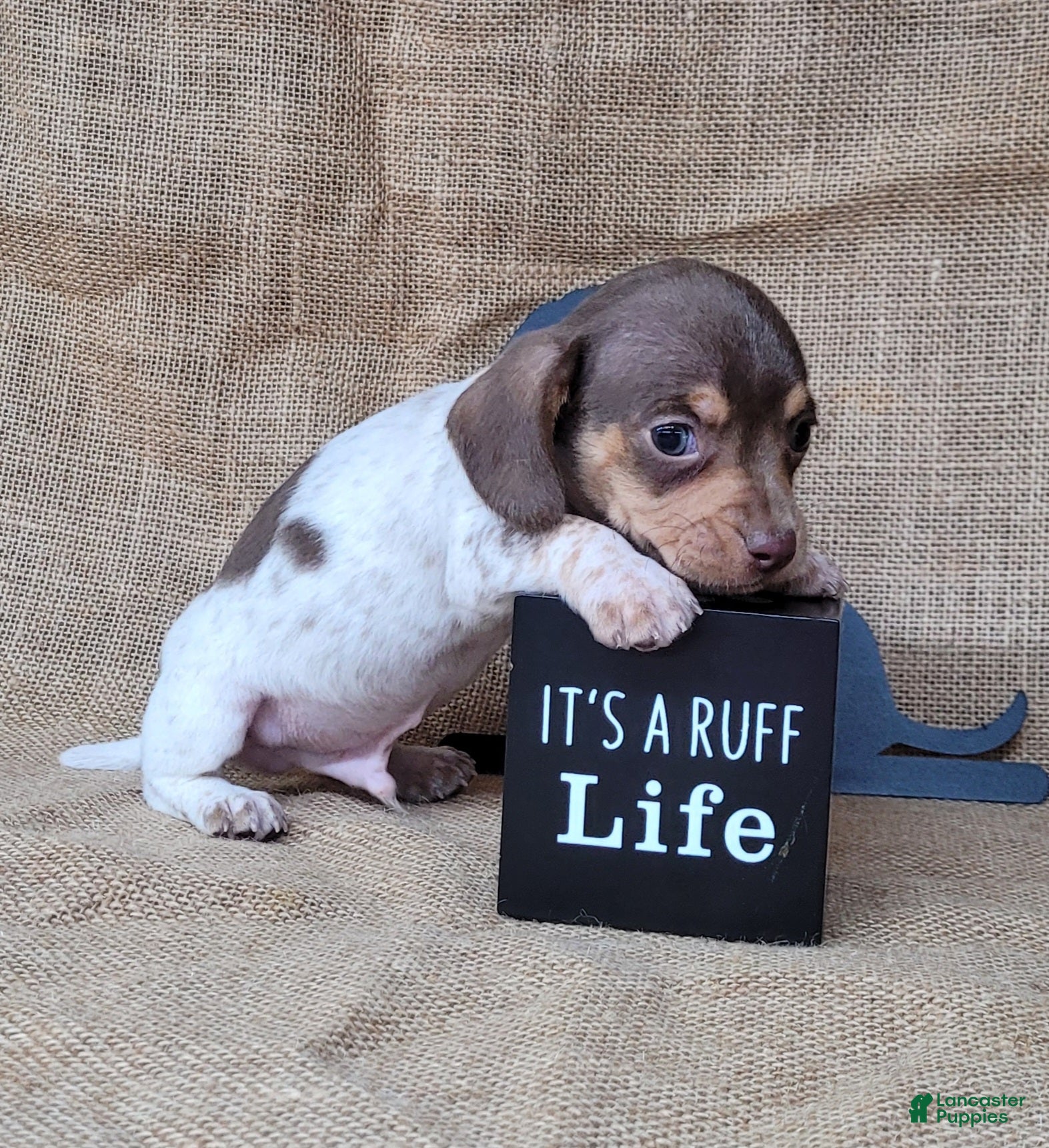 Miniature Dachshund dogs Hank AKC Registered  - Ad 23