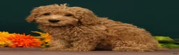 Miniature Poodle dogs for sale: Tao - Ad 2