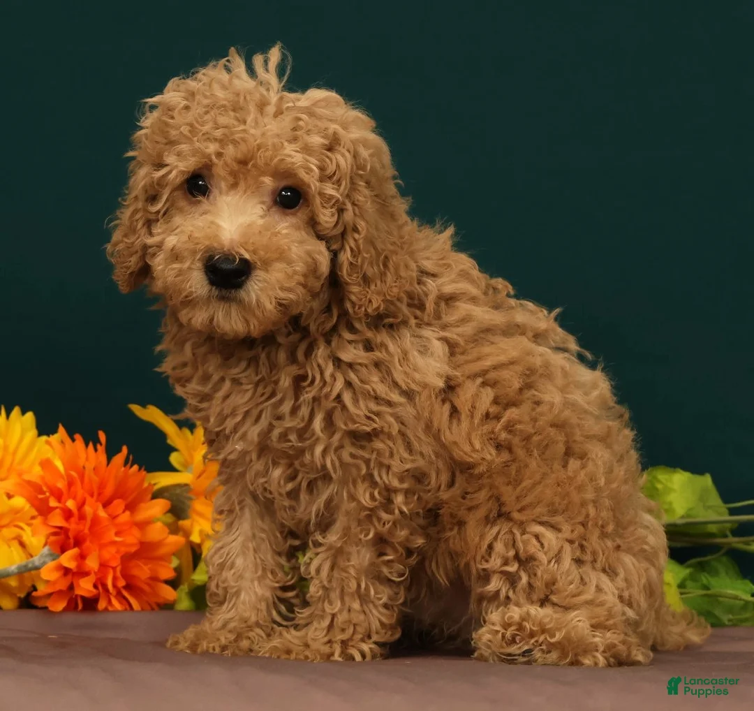 Miniature Poodle dogs for sale: Tao - Ad 2