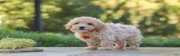Maltipoo dogs for sale: Archie - Ad 5