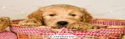 Goldendoodle dogs for sale: Corduroy - Ad 4