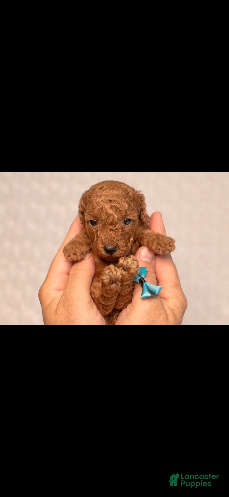 Toy Poodle dogs Toy Poodle 4 Cherry - Ad 1