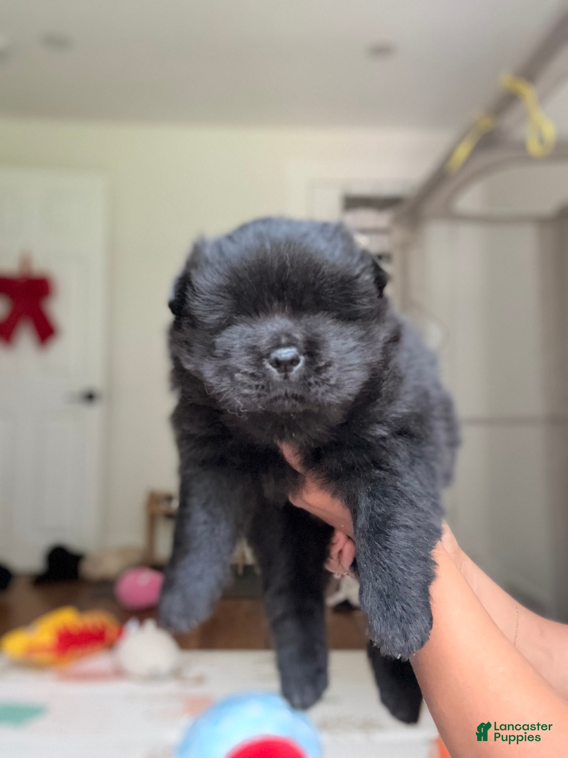 Chow Chow