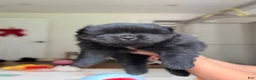 Chow Chow dogs for sale: Chow Chow 1 - Ad 1