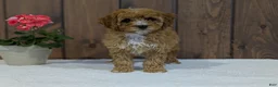 Cavapoo dogs for sale: Paisley  - Ad 2