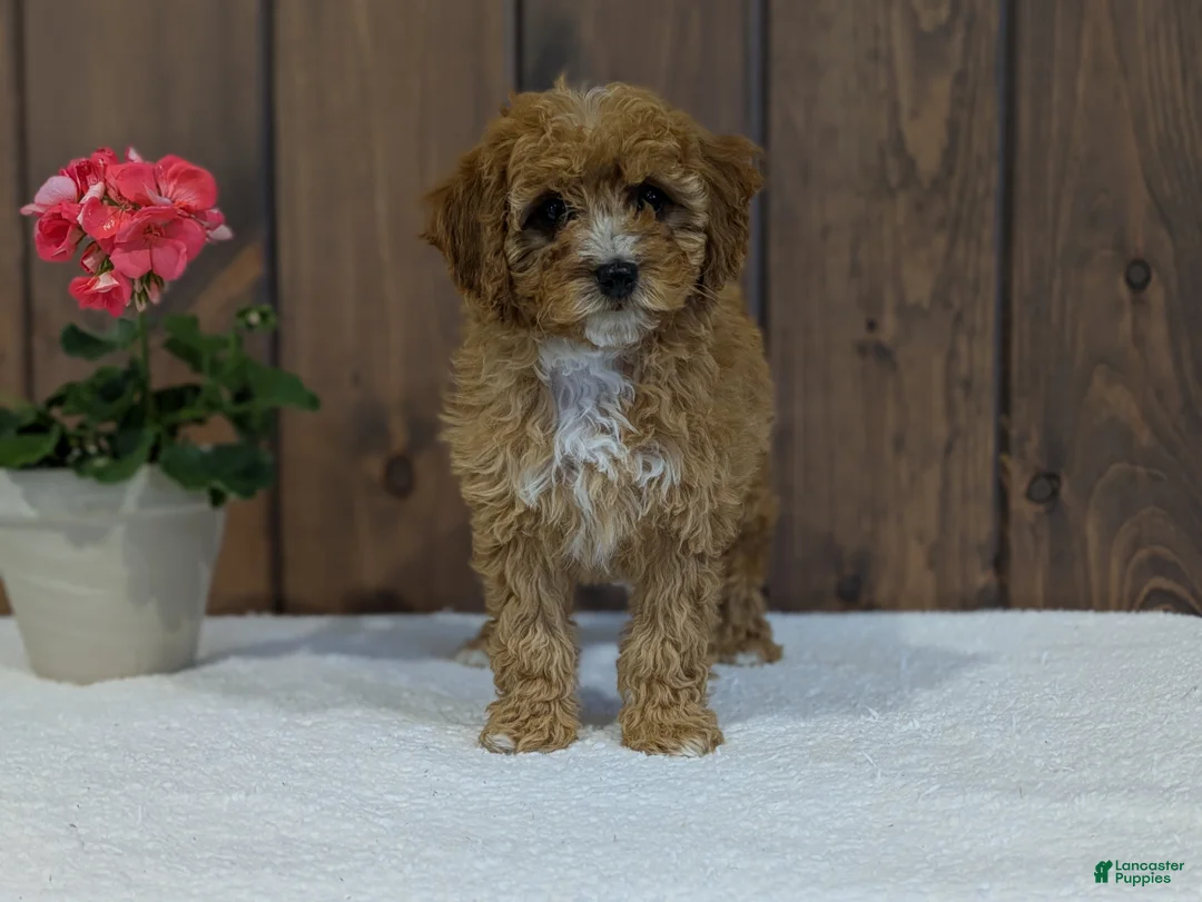 Cavapoo dogs for sale: Paisley  - Ad 2
