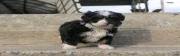 Mini Bernedoodle dogs for sale: Mini Bernedoodle Ranger - Ad 7
