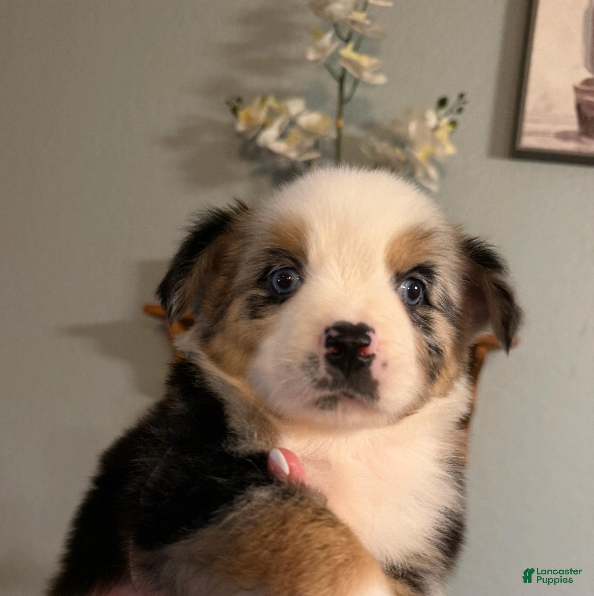 Miniature Australian Shepherd dogs Girl 4 - Ad 1