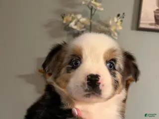 Miniature Australian Shepherd dogs Girl 4 - Ad 1