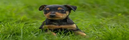 Miniature Pinscher dogs for sale: ALEX - Ad 1